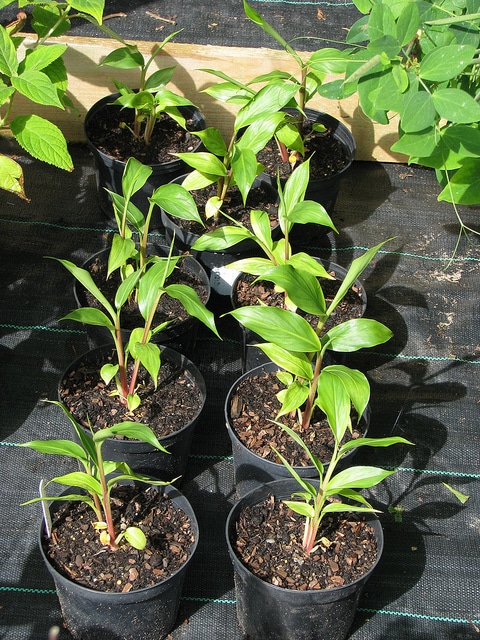 Hedychium spicatum