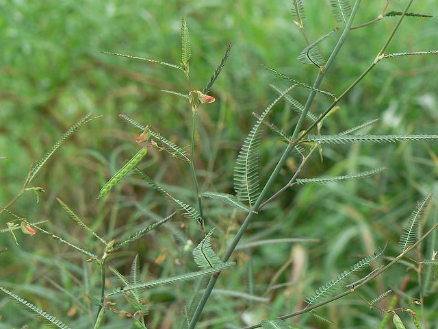 Hedysarum alpinum