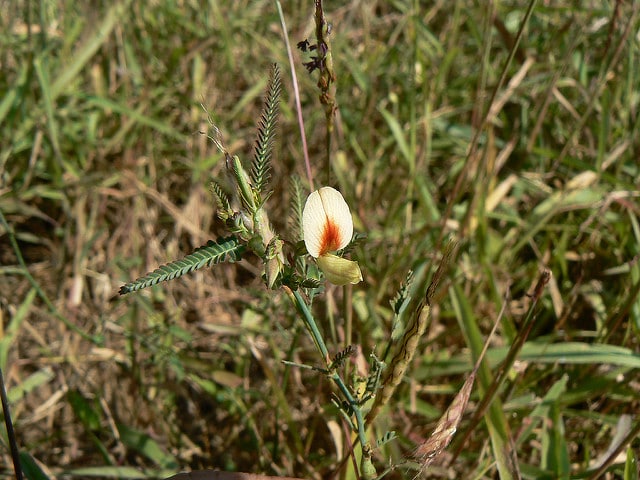 Hedysarum alpinum