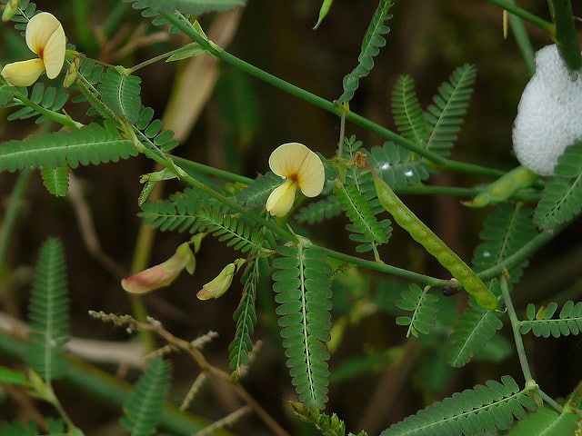 Hedysarum alpinum