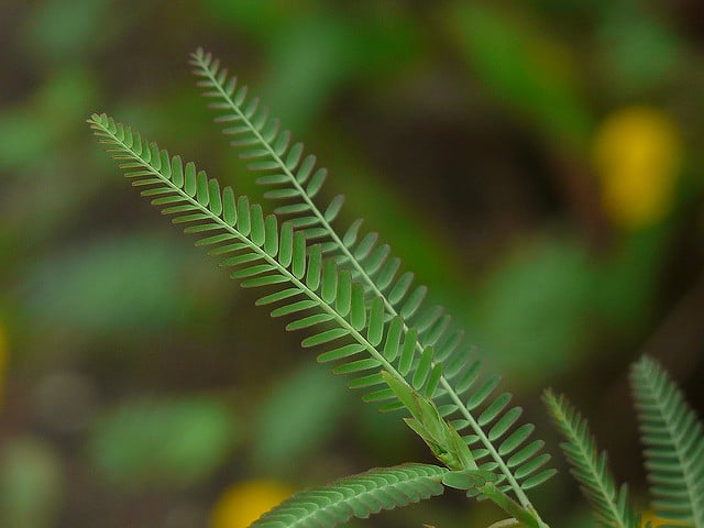 Hedysarum alpinum