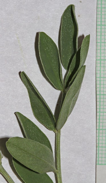 Hedysarum boreale