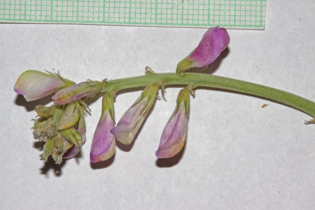Hedysarum boreale