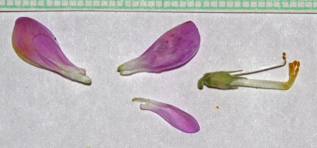 Hedysarum boreale