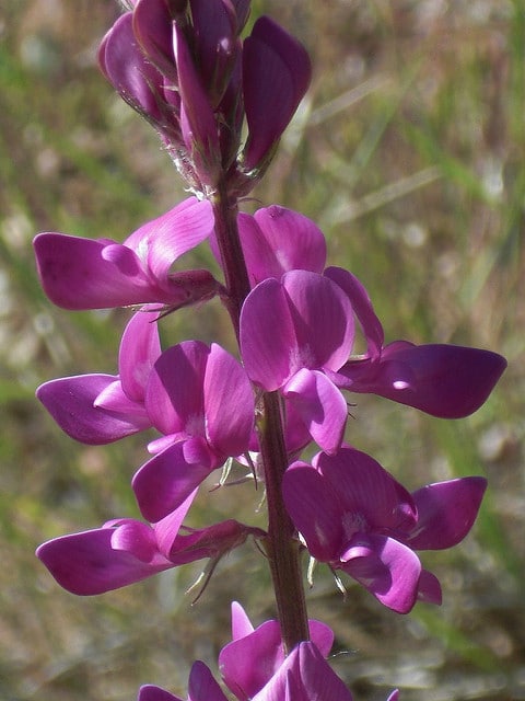Hedysarum boreale