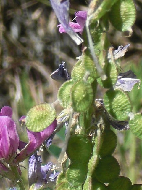Hedysarum boreale