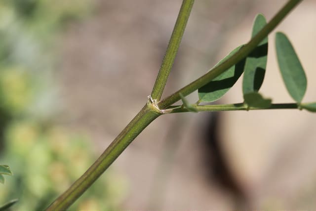 Hedysarum boreale (Hedysarum boreale)