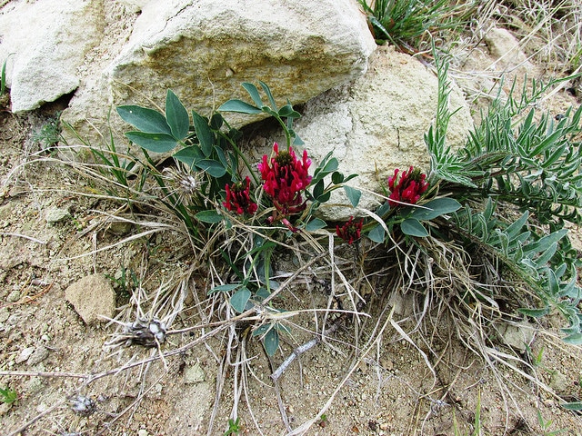 Hedysarum coronarium (Hedysarum coronarium)