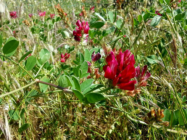 Hedysarum coronarium