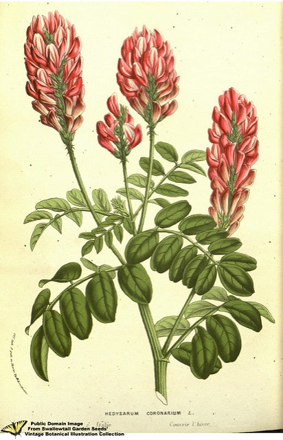 Hedysarum coronarium