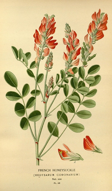 Hedysarum coronarium