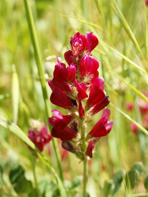 Hedysarum coronarium