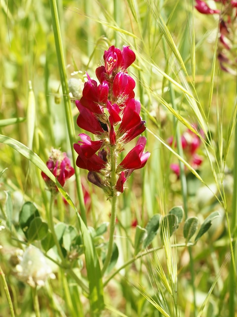 Hedysarum coronarium