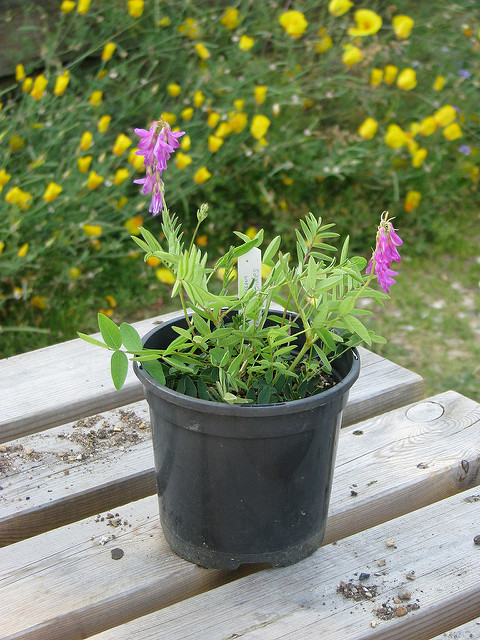 Hédysarum des alpes (Hedysarum hedysaroides)