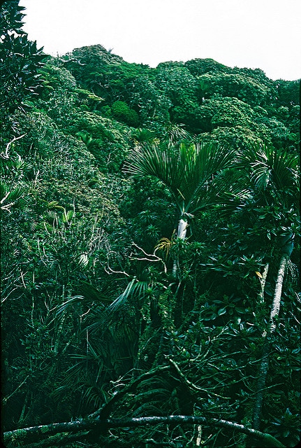 Hedyscepe canterburyana