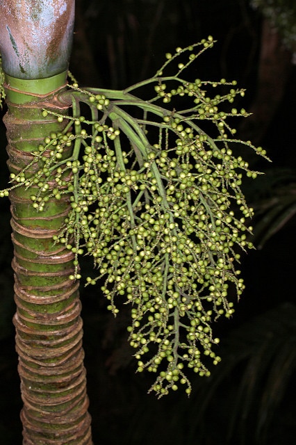 Hedyscepe canterburyana