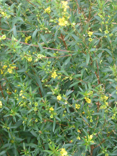 Heimia salicifolia