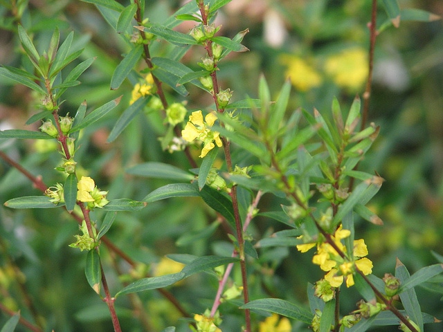 Heimia salicifolia