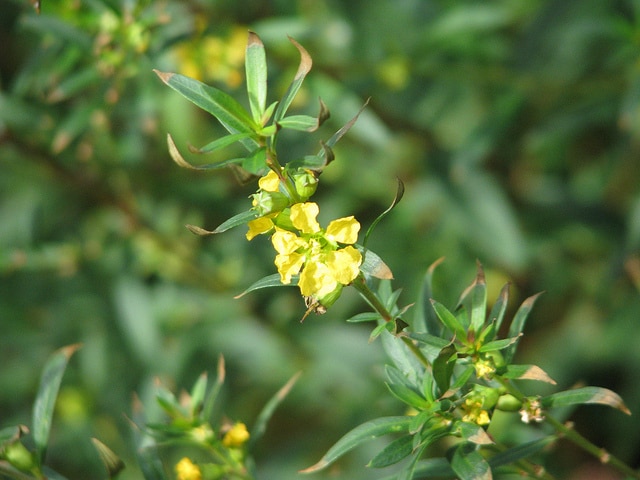 Heimia salicifolia