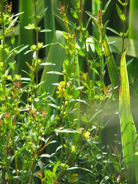 Heimia salicifolia
