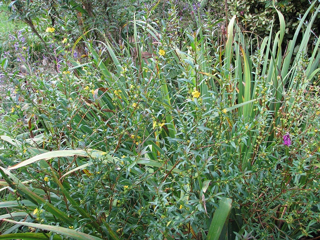 Heimia salicifolia