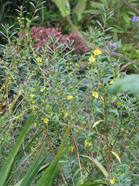 Heimia salicifolia