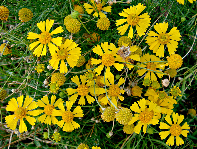 Helenium amarum