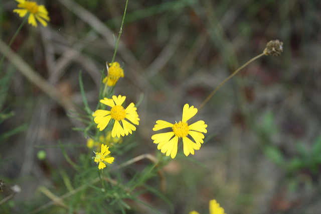 Helenium amarum