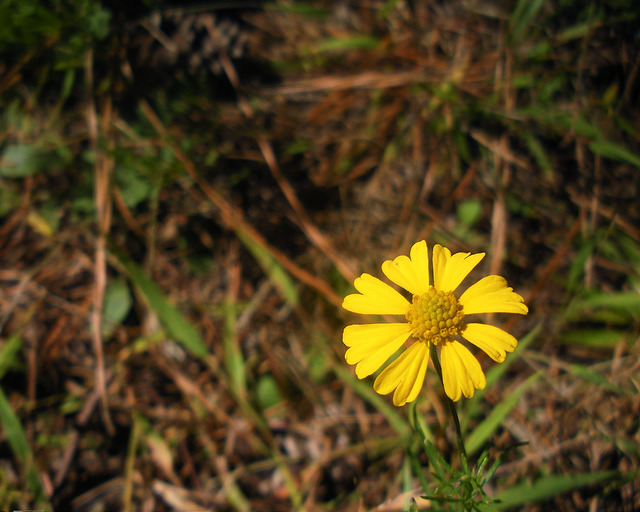 Helenium amarum