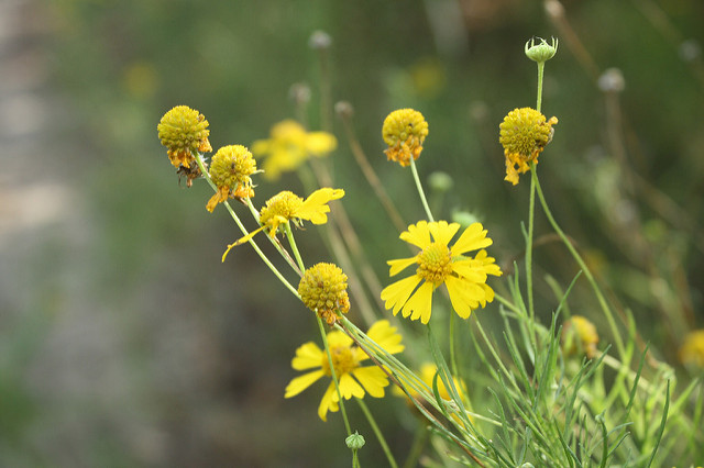 Helenium amarum