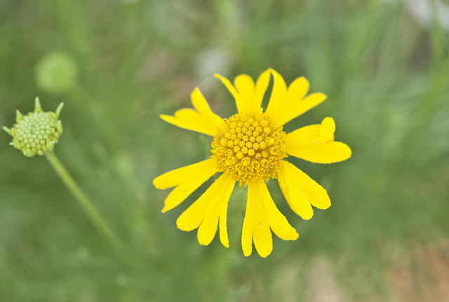 Helenium amarum