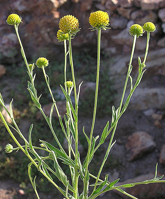 Helenium aromaticum (Helenium aromaticum)