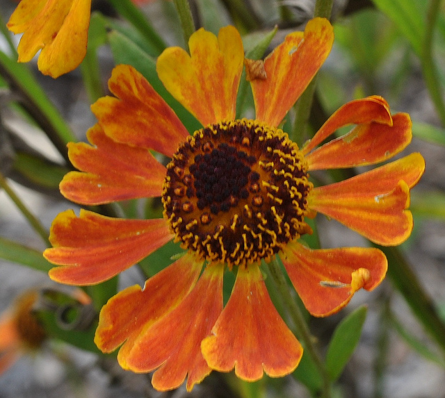 Helenium autumnale (Helenium autumnale)