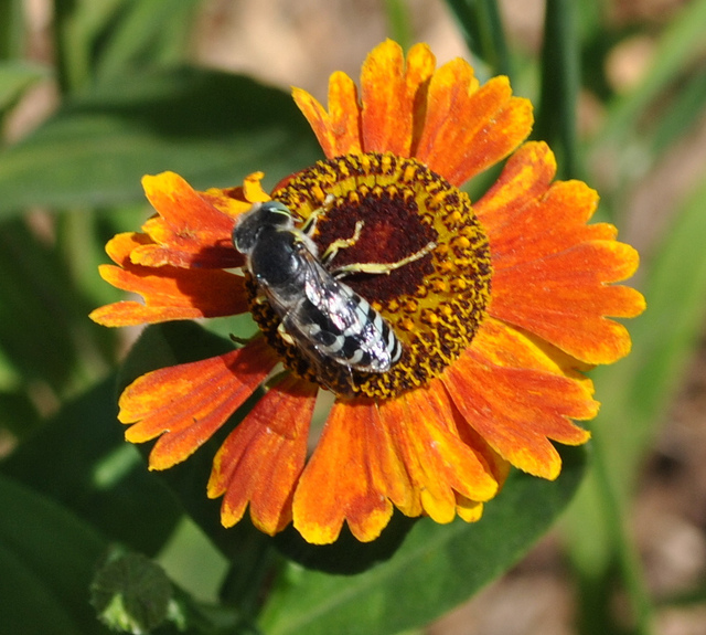 Helenium autumnale