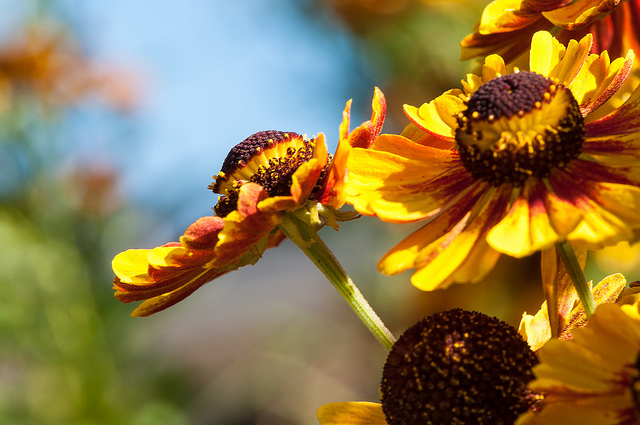 Helenium autumnale