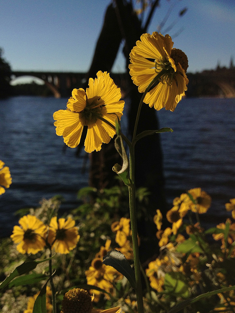 Helenium autumnale
