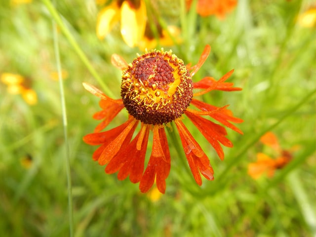 Helenium flexuosum (Helenium flexuosum)