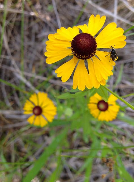 Helenium flexuosum
