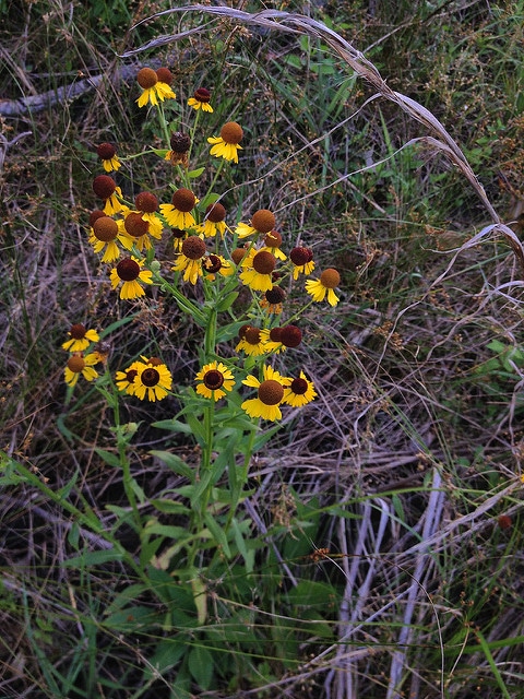 Helenium flexuosum