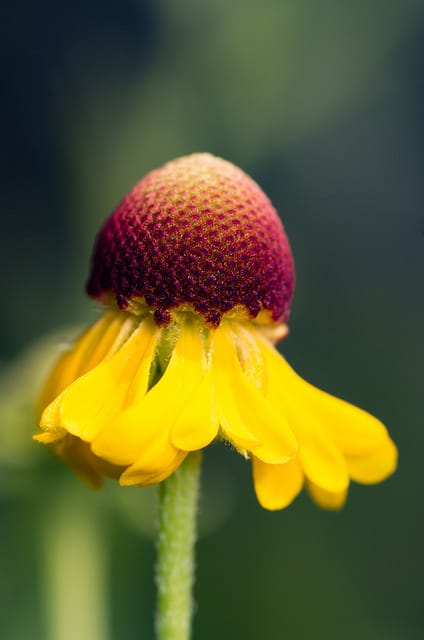 Helenium flexuosum