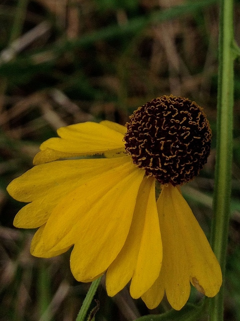 Helenium flexuosum