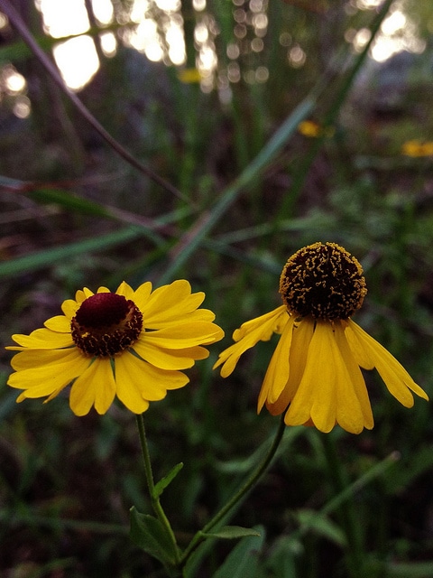 Helenium flexuosum