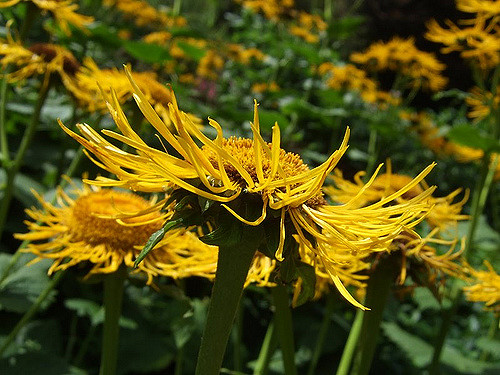 Hélénie de hoopes (Helenium hoopesii)