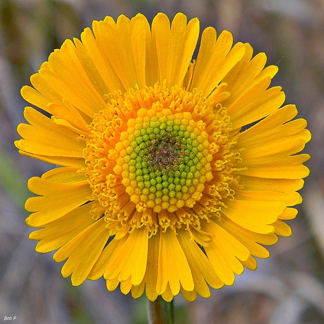 Helenium pinnatifidum (Helenium pinnatifidum)