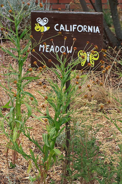 Helenium puberulum