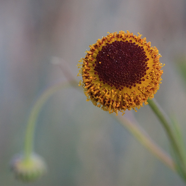 Helenium puberulum