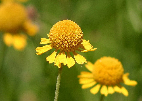 Helenium puberulum (Helenium puberulum)