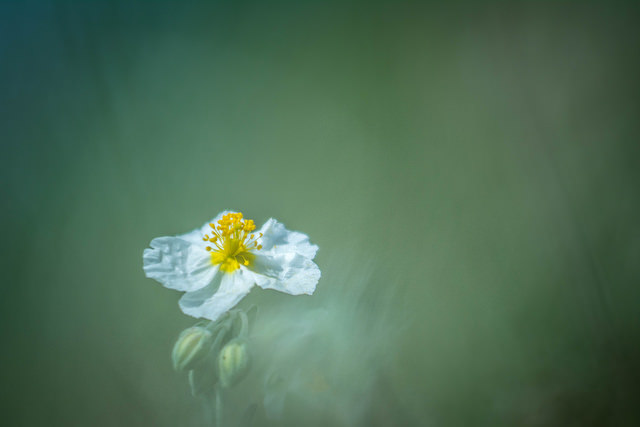 Hélianthème des apennins
