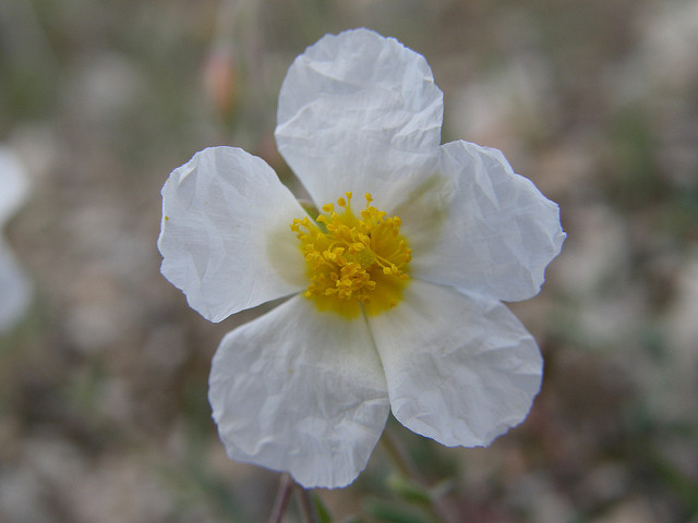 Hélianthème des apennins