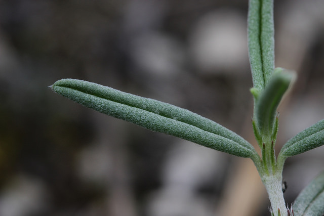 Hélianthème des apennins